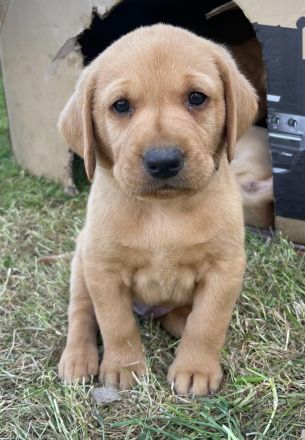 Wunderschöner Deckrüde