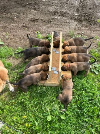 Wir suchen ein Liebevolles Zuhause