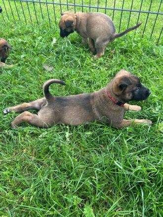 Wir suchen ein Liebevolles Zuhause