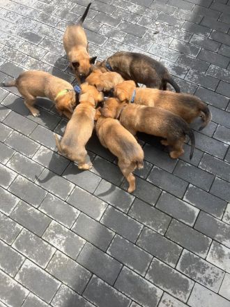 Wir suchen ein Liebevolles Zuhause