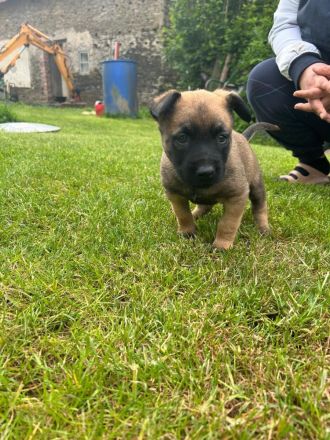 Wir suchen ein Liebevolles Zuhause