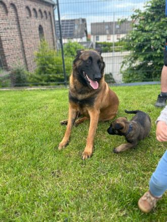 Wir suchen ein Liebevolles Zuhause