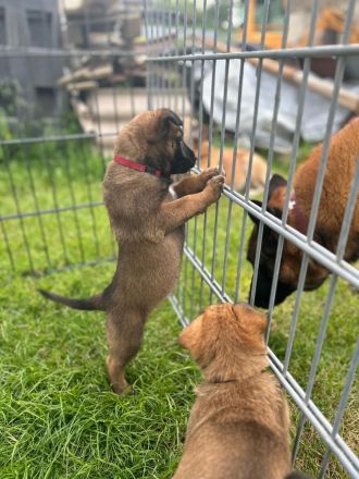 Wir suchen ein Liebevolles Zuhause