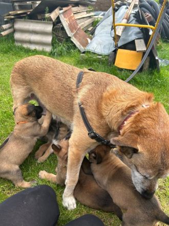 Wir suchen ein Liebevolles Zuhause