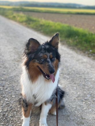 Australien Shepherd Blue Merle