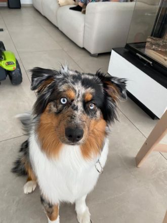 Australien Shepherd Blue Merle