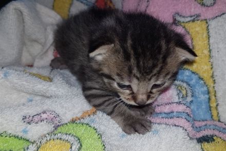 Unsere Glückskatze hat zuckersüsse Kitten, darunter ein Glückskätzchen