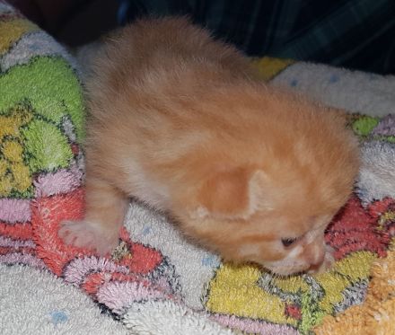 Unsere Glückskatze hat zuckersüsse Kitten, darunter ein Glückskätzchen