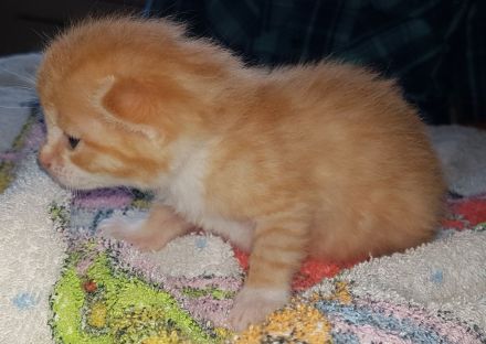 Unsere Glückskatze hat zuckersüsse Kitten, darunter ein Glückskätzchen