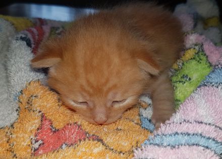 Unsere Glückskatze hat zuckersüsse Kitten, darunter ein Glückskätzchen