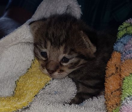 Unsere Glückskatze hat zuckersüsse Kitten, darunter ein Glückskätzchen