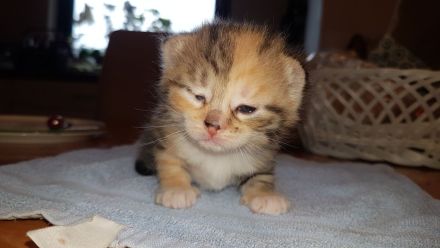 Unsere Glückskatze hat zuckersüsse Kitten, darunter ein Glückskätzchen