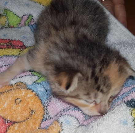 Unsere Glückskatze hat zuckersüsse Kitten, darunter ein Glückskätzchen