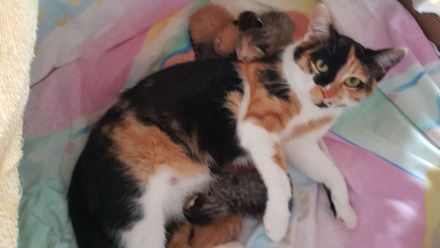 Unsere Glückskatze hat zuckersüsse Kitten, darunter ein Glückskätzchen