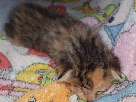 Unsere Glückskatze hat zuckersüsse Kitten, darunter ein Glückskätzchen