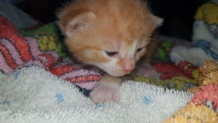 Unsere Glückskatze hat zuckersüsse Kitten, darunter ein Glückskätzchen