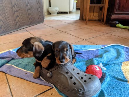 Zwergrauhaar Dackelwelpen