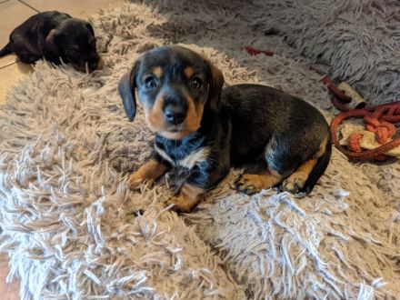 Zwergrauhaar Dackelwelpen