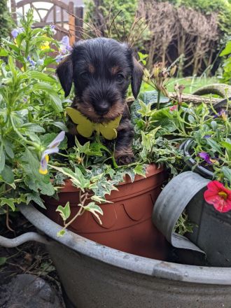 Zwergrauhaar Dackelwelpen