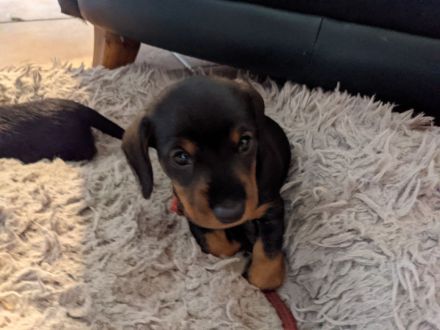 Zwergrauhaar Dackelwelpen