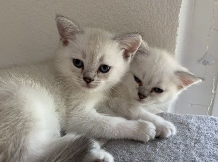 Mila sucht ein neues Zuhause ( 3 Monate alt