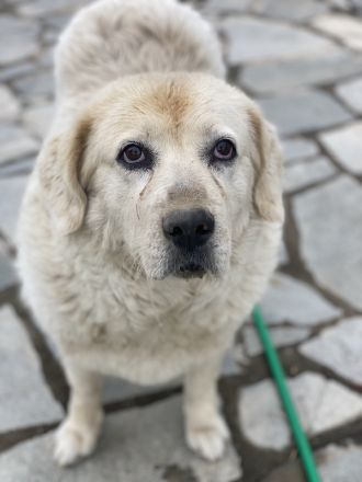 Lara, geb. ca. 05/2014, lebt in GRIECHENLAND, auf einer privaten Pflegestelle