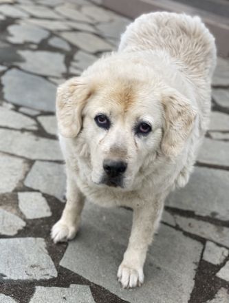 Lara, geb. ca. 05/2014, lebt in GRIECHENLAND, auf einer privaten Pflegestelle