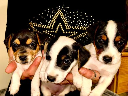Hallo ich verkaufe hier 3 Jack russel welpen