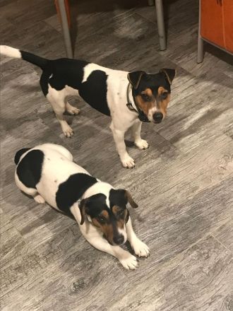 Hallo ich verkaufe hier 3 Jack russel welpen