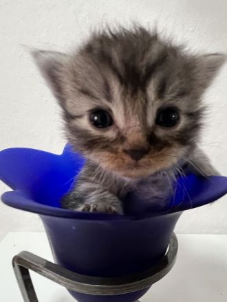 Maine coon mix BKH Baby kitten