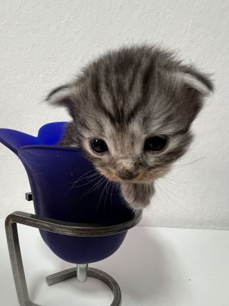 Maine coon mix BKH Baby kitten