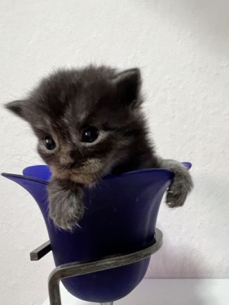 Maine coon mix BKH Baby kitten