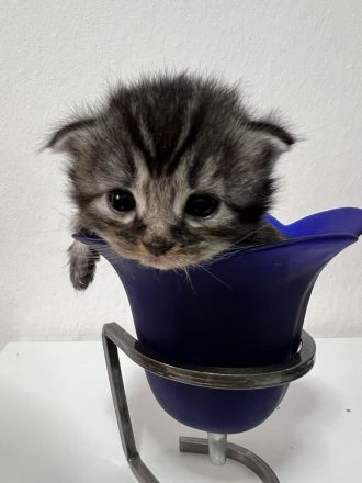 Maine coon mix BKH Baby kitten