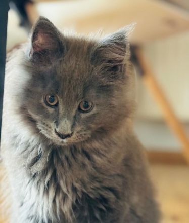 Maine Coon Kitten