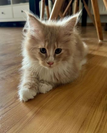 Maine Coon Kitten