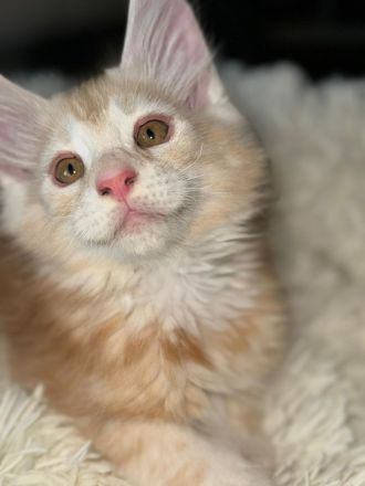 wunderschöner Meine Coon Kater Kitten sucht sein neues Zuhause