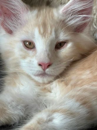 wunderschöner Meine Coon Kater Kitten sucht sein neues Zuhause