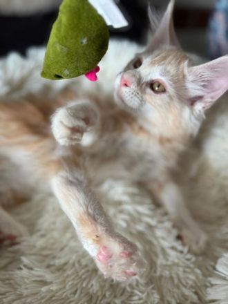 wunderschöner Meine Coon Kater Kitten sucht sein neues Zuhause