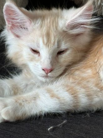 wunderschöner Meine Coon Kater Kitten sucht sein neues Zuhause