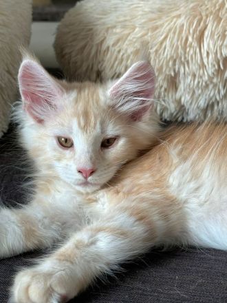 wunderschöner Meine Coon Kater Kitten sucht sein neues Zuhause