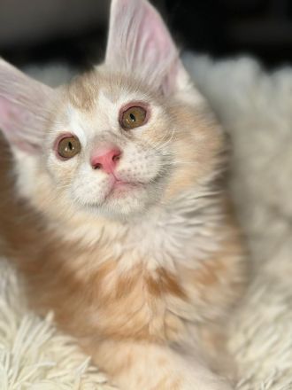 wunderschöner Meine Coon Kater Kitten sucht sein neues Zuhause