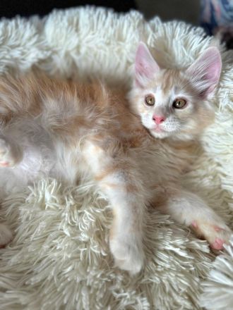 wunderschöner Meine Coon Kater Kitten sucht sein neues Zuhause