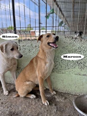 Maroon und Balou lieb und verspielt