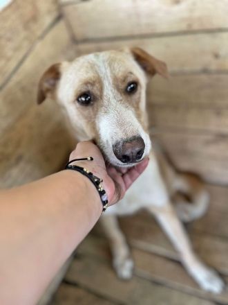 Maroon und Balou lieb und verspielt