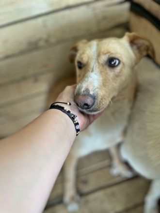 Maroon und Balou lieb und verspielt