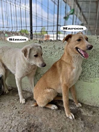 Maroon und Balou lieb und verspielt