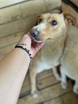 Maroon und Balou lieb und verspielt