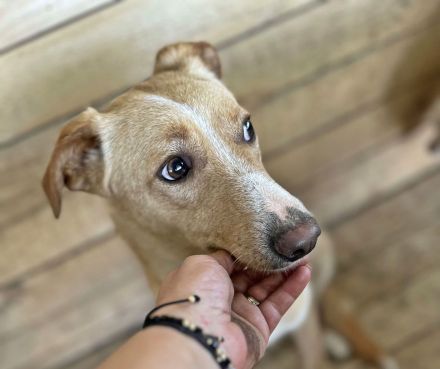 Maroon und Balou lieb und verspielt