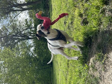 Boxer / American Bulldogge , luciano sucht ein neues Zuhause