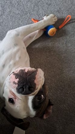 Boxer / American Bulldogge , luciano sucht ein neues Zuhause